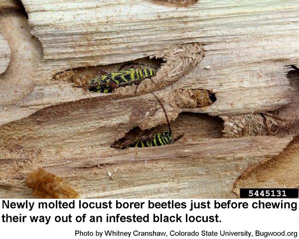 new adult locust borers